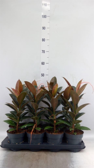 <h4>Ficus elastica 'Melany'</h4>