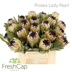 Protea Lady Pearl