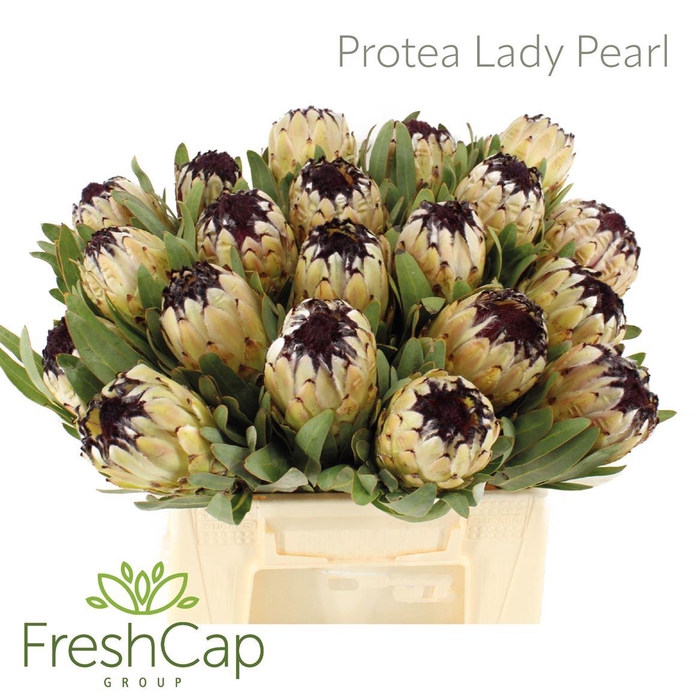 <h4>Protea Lady Pearl</h4>