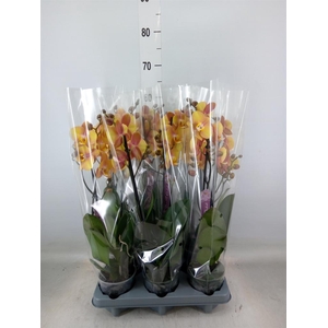 Phalaenopsis   ...orange