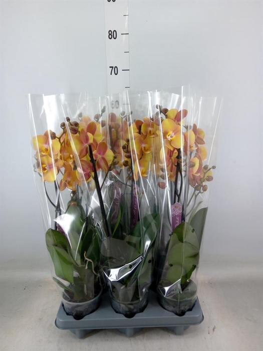 <h4>Phalaenopsis   ...orange</h4>
