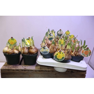 arr8 Narcis Lucse Mix 6 Srt