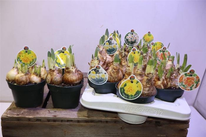 <h4>arr8 Narcis Lucse Mix 6 Srt</h4>