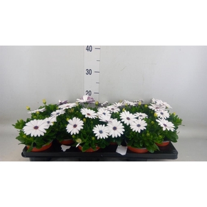Osteospermum  'Margarita White'