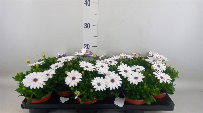 <h4>Osteospermum 'Margarita White'</h4>
