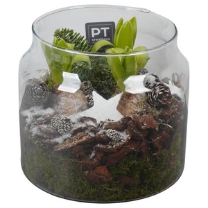 PTWH7710 Arrangement Winter Hyacint in glas vaas