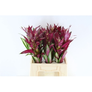 Bromelia Borocay