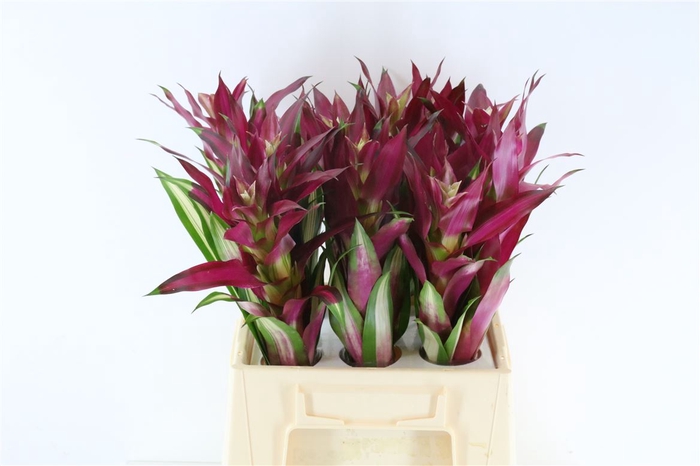 <h4>Bromelia Borocay</h4>