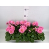 Dahlia  'Royal'   mix