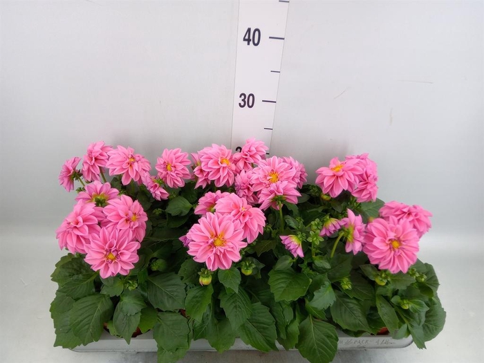 Dahlia  'Royal'   mix
