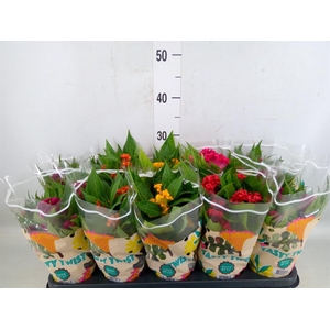 Celosia arg. CR 'Twisted'   ...mix