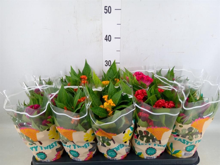 <h4>Celosia arg. CR 'Twisted'   ...mix</h4>