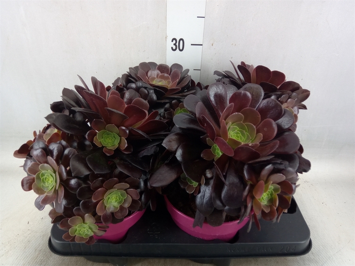 <h4>Aeonium arboreum 'Velours'</h4>