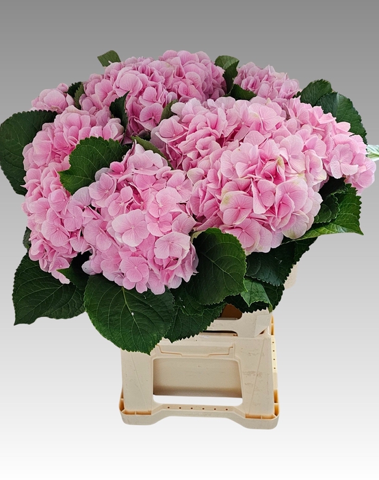 <h4>HYDR M CH VERENA</h4>