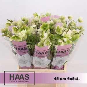 HELLEB MAGNIFICENT BELLS