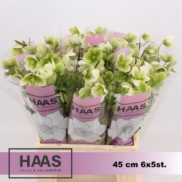 <h4>HELLEB MAGNIFICENT BELLS</h4>