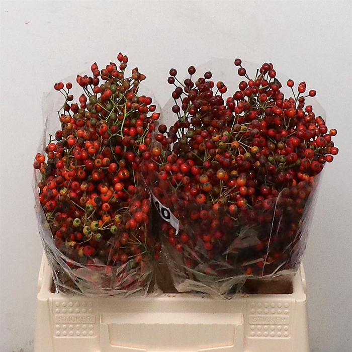<h4>Rosa Corallo Green Orange</h4>