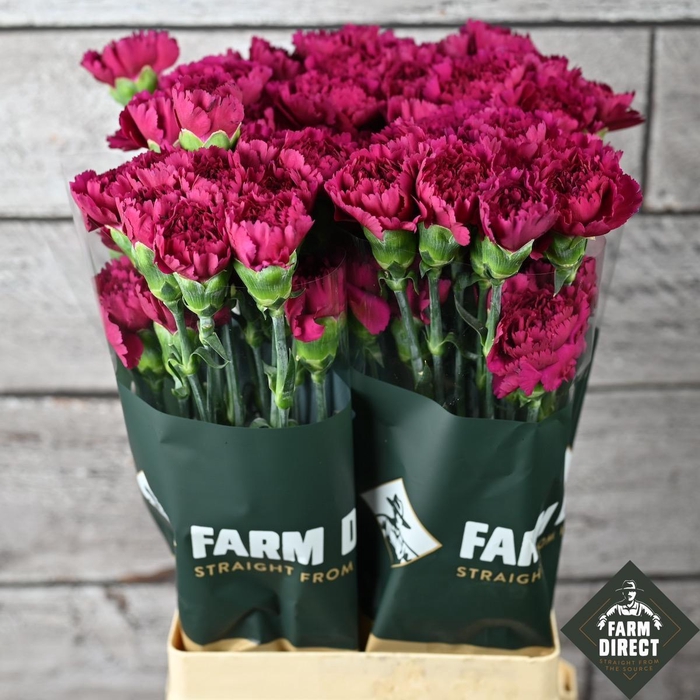 <h4>Di St Farieta</h4>