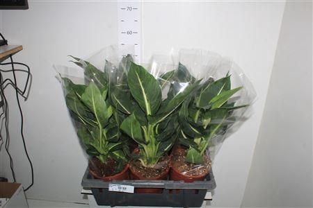 <h4>Dieff Green Magic</h4>