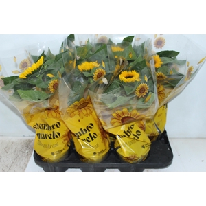 GIRASSOL MINI SUN BRIGHT P15
