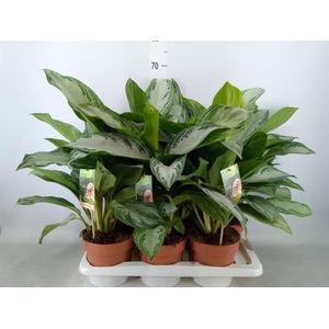 Aglaonema  'Silver Bay'