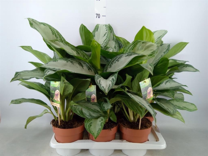 <h4>Aglaonema  'Silver Bay'</h4>