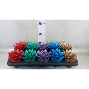 Echeveria  'Miranda'