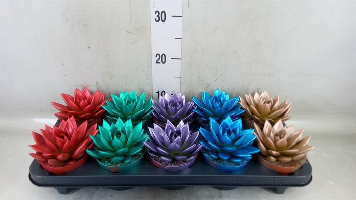 <h4>Echeveria  'Miranda'</h4>