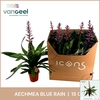 Aechmea 'Blue Rain'