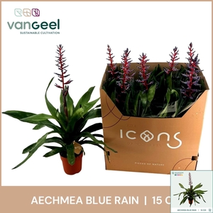 AECH BLUE RAIN