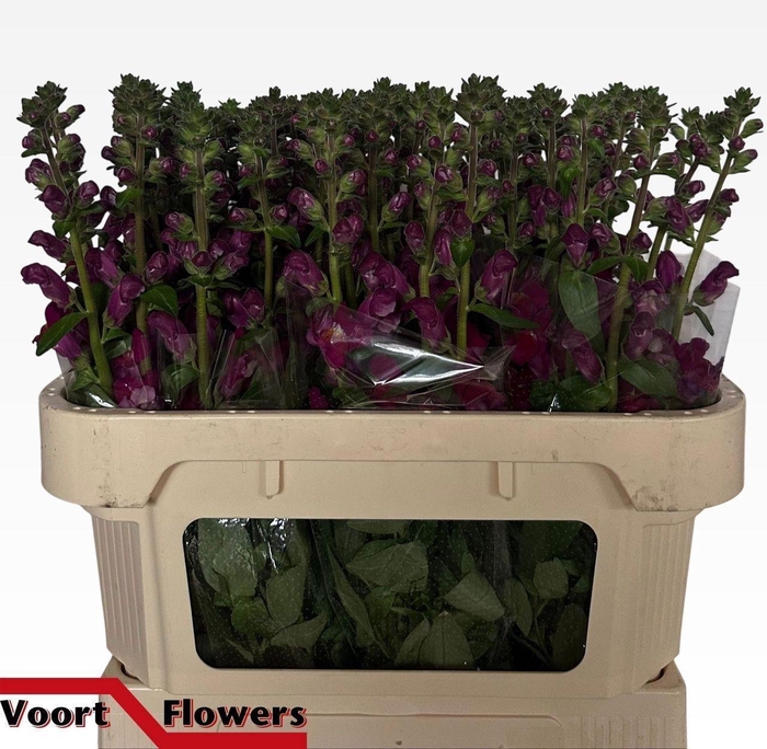 <h4>ANTIR NANTES VELVET</h4>