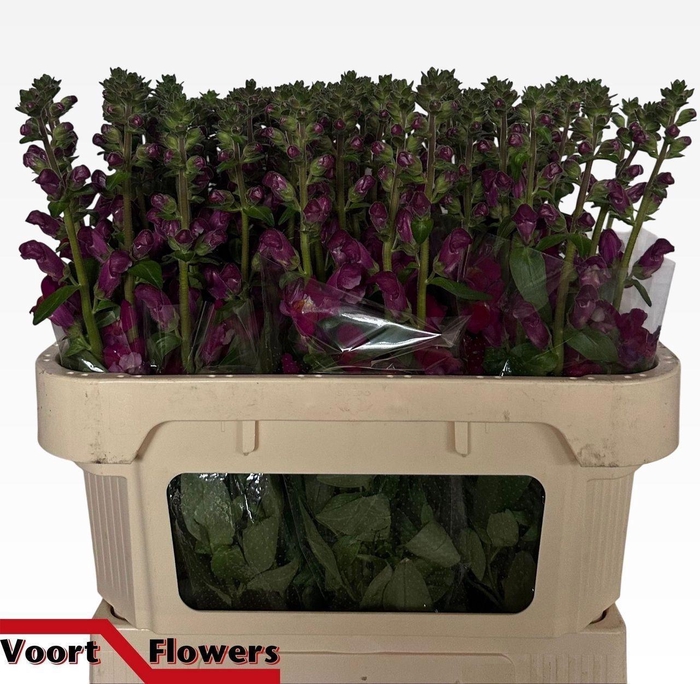 <h4>ANTIR NANTES VELVET</h4>