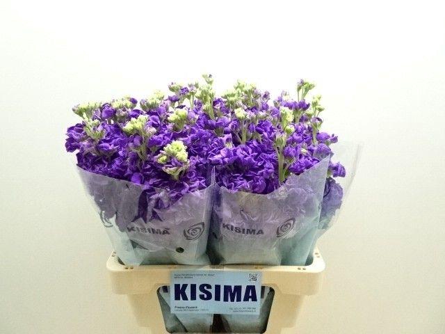 <h4>MATTH IRON PURPLE</h4>