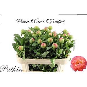 PAEO CORAL SUNSET