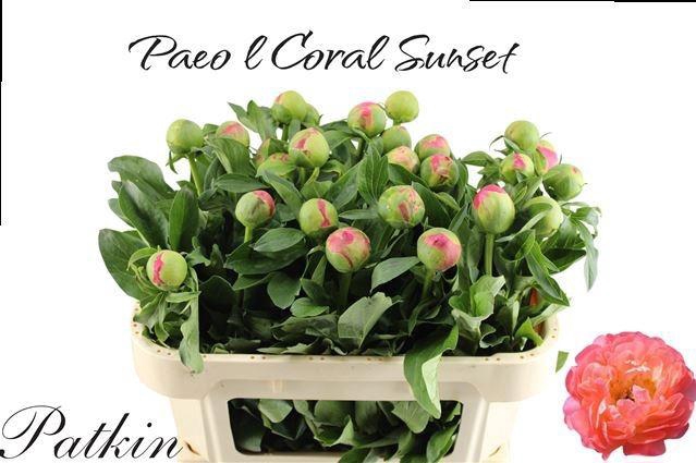 <h4>PAEO CORAL SUNSET</h4>
