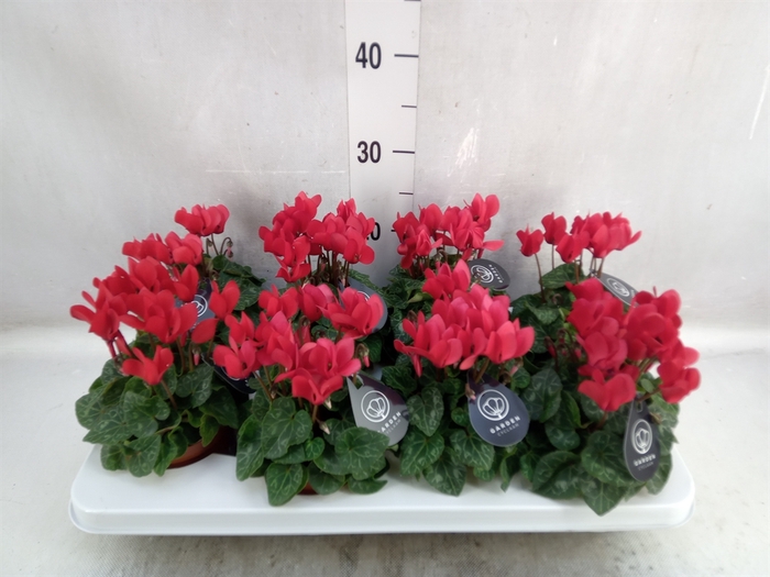 <h4>Cyclamen KL   ...patio</h4>