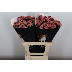 R Tr Wx Flaming Copper Xl