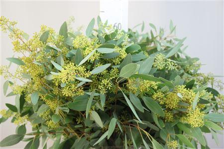 <h4>EUCA POPULUS KEGEL</h4>