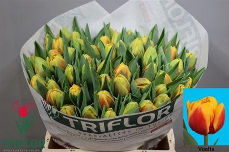 <h4>Tu Du Vuelta</h4>