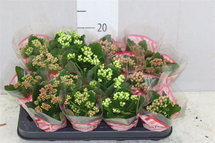 <h4>Kalanchoe Calandiva Mix</h4>