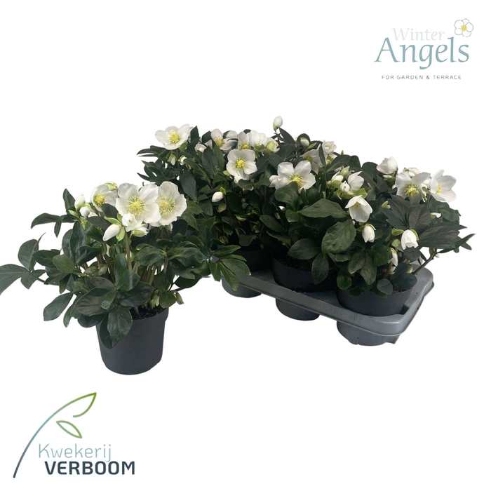 <h4>Helleborus Niger p13</h4>