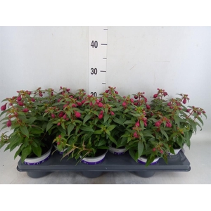 Fuchsia  'Bella Fuchsia'