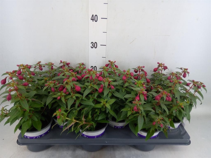 <h4>Fuchsia 'Bella Fuchsia'</h4>