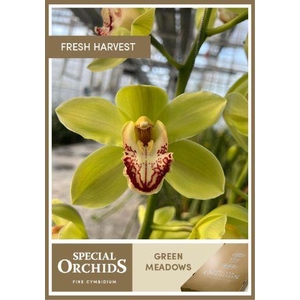 CYMB T GREEN MEADOWS