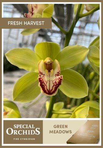 <h4>CYMB T GREEN MEADOWS</h4>