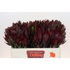 Leucadendron Saf Sunset Dark R.