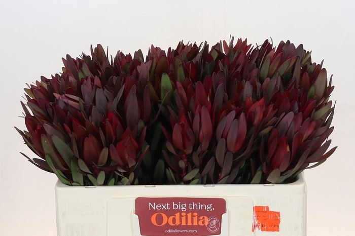 <h4>Leucadendron Saf Sunset Dark R.</h4>