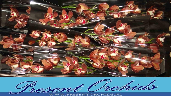 <h4>CYMB T VICKY BROWN</h4>