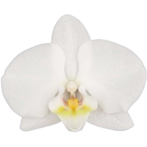 Flower Symphony | Inverness | Phalaenopsis 4 spike