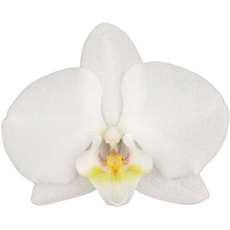 <h4>Flower Symphony | Inverness | Phalaenopsis 4 spike</h4>